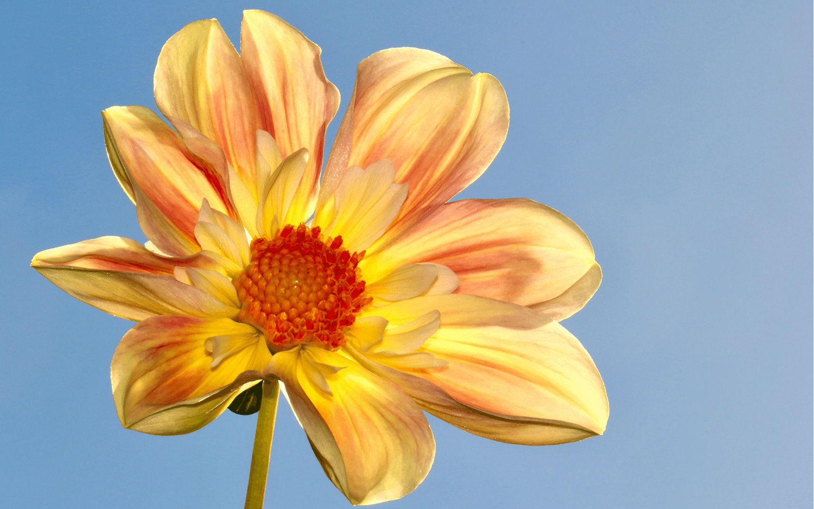 The Power of Positive Thinking in Healing Chronic Diseases